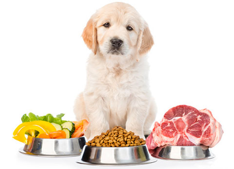 肝臓病の犬には野菜や果物を多く食べさせる