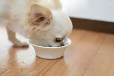 肝臓病の犬のご飯は水分の多い食事を心がける