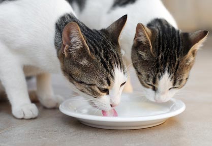 腎臓病の猫には新鮮で清潔な水をいつでも飲める環境にしましょう