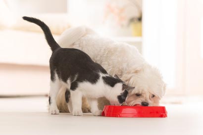 腎臓病の猫にはタンパク質を抑えた食事を与えましょう。