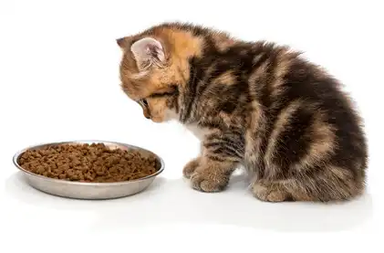 腎臓病の猫にはリンやナトリウムを抑えた食事を与えましょう