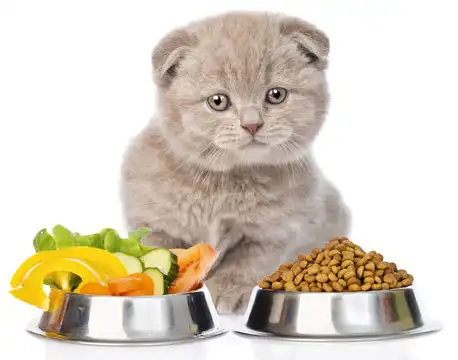 猫の年齢、体重、アレルギー、妊娠時、病気の際の食事